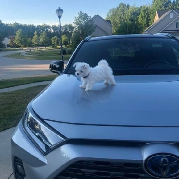 Meet your Posher, Nehal - Picture 1 of 1